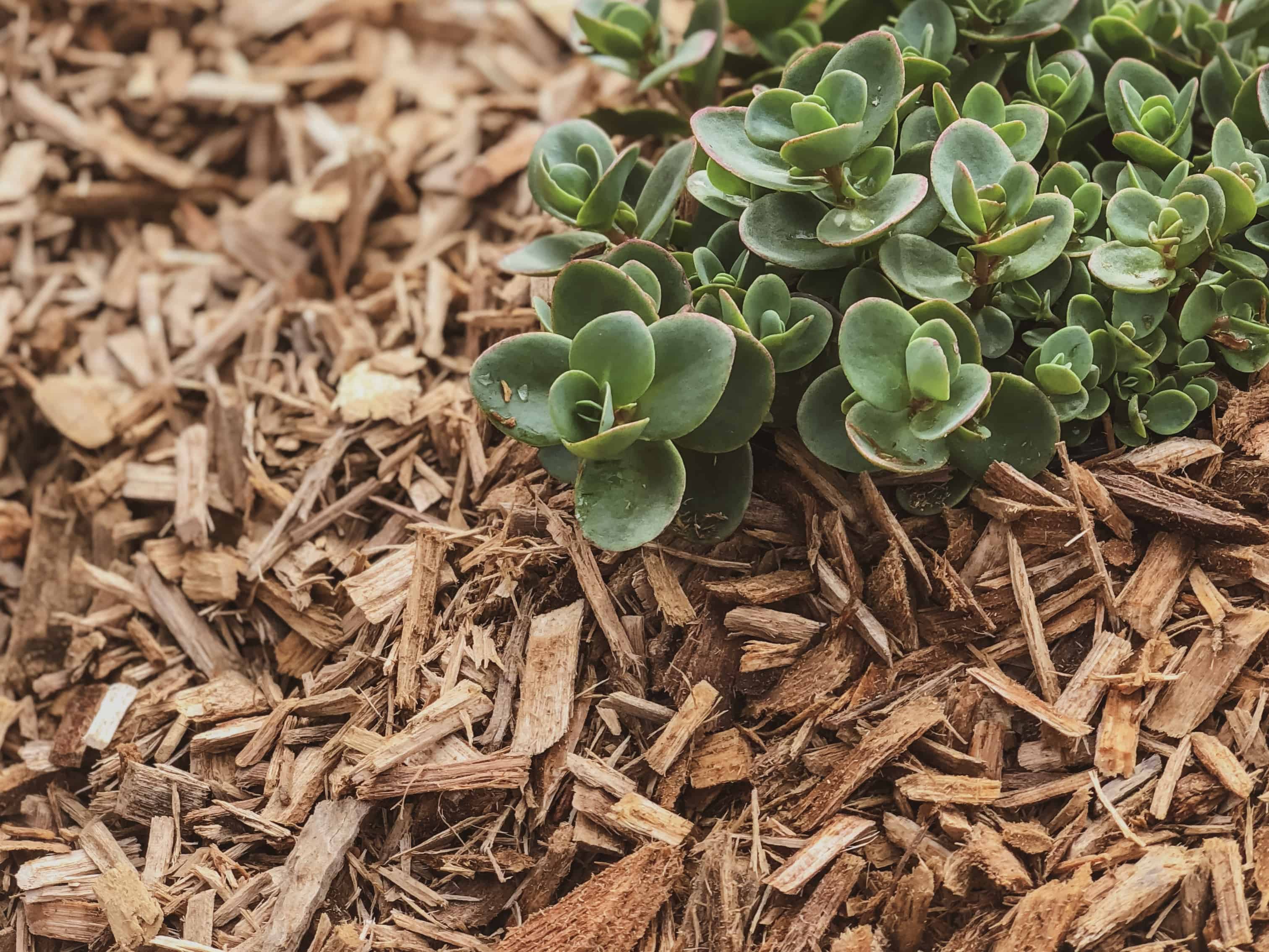 Mulch